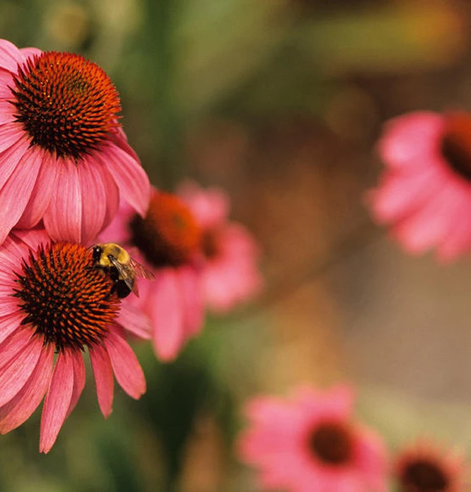 Bee On Flower